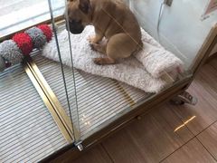 -悠尼宠物·独立低压伊珊娜洗护·美容·寄养(兰谷路店)