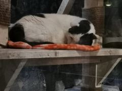 -猫咪博物馆(顶澳仔猫街店)