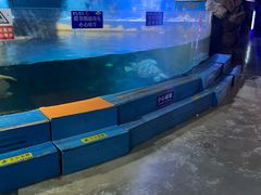 -烟台海昌鲸鲨海洋公园