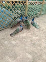 -萌宠亲子动物乐园(槐房万达店)