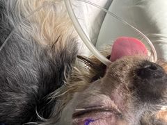 -艾贝尔宠物医院·24H转诊中心·肿瘤猫专科(江宁双龙店)