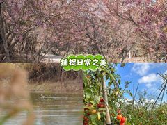 -丹樱生态园
