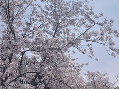 -顾村公园