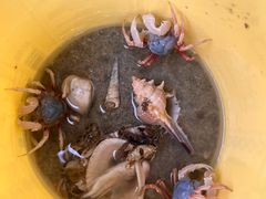 -红树林天天赶海