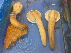 -山东八大碗山东老字号