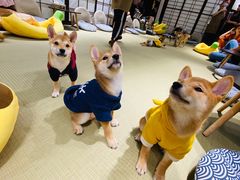 -逗柴咖啡屋·狗咖猫咖宠物桌游