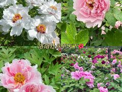-龙门石窟