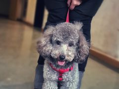 -PETKIT小佩宠物·低压洗护(国顺东路店)