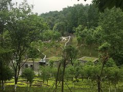 -都江堰中华大熊猫苑