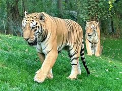 -北京野生动物园