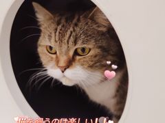 -喵园·猫主题咖啡厅·撸猫·猫咖(国贸店)