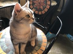 -猫猫幼稚园·撸猫·桌游·电玩