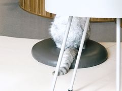 -飞行喵MR PILOT|猫舍·猫咖(静安大融城店)