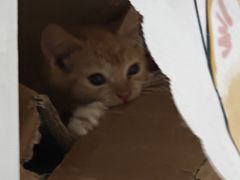 -楼上猫咖(罗湖店)