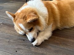 -肥朵食堂(带梦胡同店)