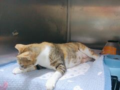 -瑞派动物医院·猫专科·至诚(江南中分院)