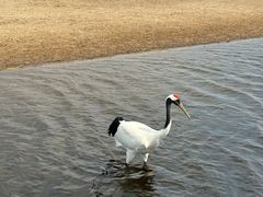 -黑龙江扎龙生态旅游区