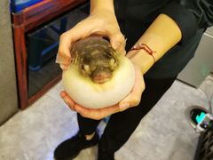 -肆月河豚·新淮扬(金融街店)