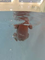 -雏芽婴幼儿游泳·小美医生小儿推拿(西村店)