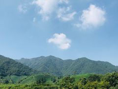 -龙坞茶村