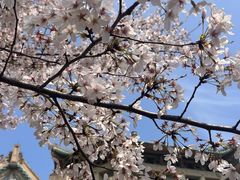 -武汉大学-樱园