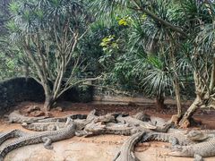 -海南热带野生动植物园