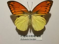 -吉林省自然博物馆
