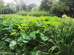 -莲湖公园