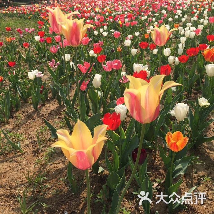 北京國際鮮花港圖片-北京其他景點-大眾點評網