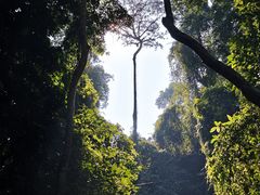 -西双版纳原始森林公园