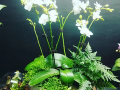 -武汉花鸟市场