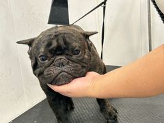 -萌宠之家·腊肠犬·马尔泰·小体犬舍