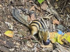 -五营红松林海景区