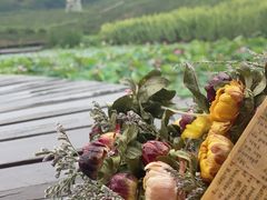 -大塘金香草谷