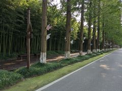 -黄海国家森林公园