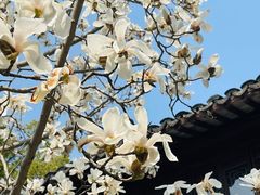 -上海醉白池公园