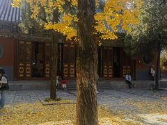 -洛阳白马寺