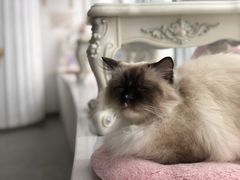 -共舞时光猫咖·狗咖(新街口店)