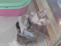 -糯米喵星人总部直营旗舰店·猫舍·幼猫出售
