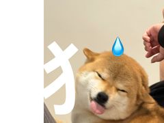 -申普宠物医院·心脏介入·心血管微创(总院)