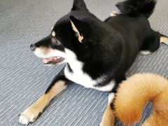 -柴源莊·柴小宠柴犬咖啡