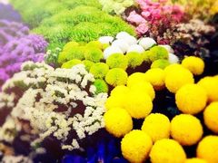 -双季花艺园艺市场(浦东店)