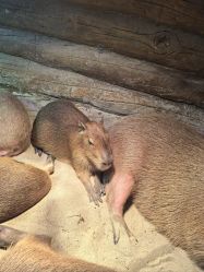 -Zoolung Zoolung动物主题公园(海信广场店)