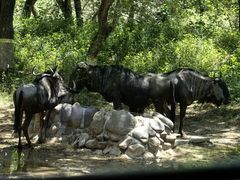 -北京野生动物园