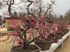 -秀丽东方