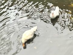 -珠海圆明新园