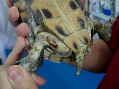 -瑞派·关忠动物医院·异宠专科·犬猫肿瘤·皮肤专科(望京店)