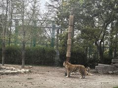 -上海野生动物园老虎餐厅
