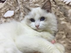 -Bastet sally猫舍购宠(静安店)