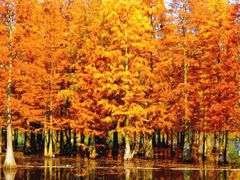 -白鹭湾湿地公园